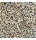 Cumin grain